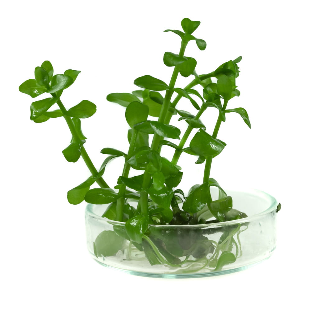 Bacopa Caroliniana bacopa karolińska in vitro